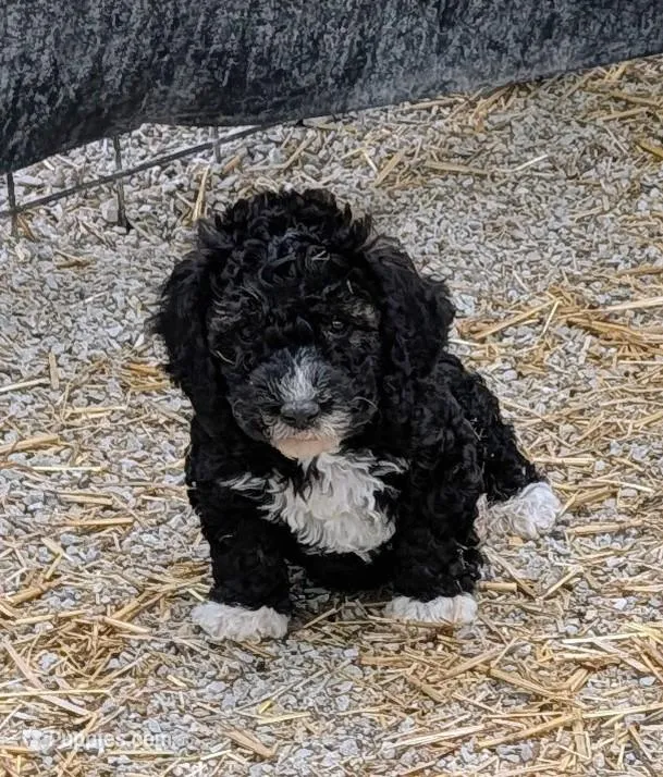 Manual  – Goldendoodle, Miniature Goldendoodle puppy for sale in Bolivar, MO