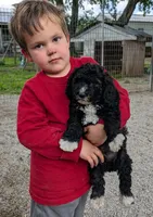 Manual , a male Goldendoodle and Miniature Goldendoodle for sale in Bolivar, MO – 9 of 10
