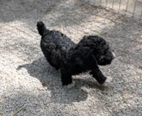 Manual , a male Goldendoodle and Miniature Goldendoodle for sale in Bolivar, MO – 7 of 10