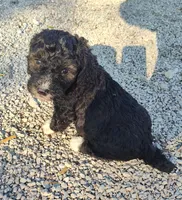 Manual , a male Goldendoodle and Miniature Goldendoodle for sale in Bolivar, MO – Photo 1 of 4