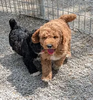 Manual , a male Goldendoodle and Miniature Goldendoodle for sale in Bolivar, MO – 8 of 10