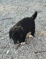 Manual , a male Goldendoodle and Miniature Goldendoodle for sale in Bolivar, MO – Photo 3 of 4