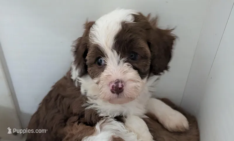 Cinnamon  – Poodle - Miniature , Miniature Aussiedoodle puppy for sale in Bolivar, MO