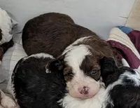 Cinnamon , a female Poodle - Miniature  and Miniature Aussiedoodle for sale in Bolivar, MO – Photo 2 of 3
