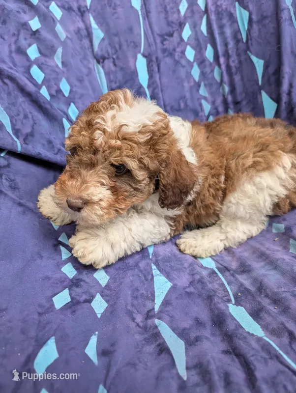 Wilbur  – Poodle - Miniature , Miniature Aussiedoodle puppy for sale in Bolivar, MO