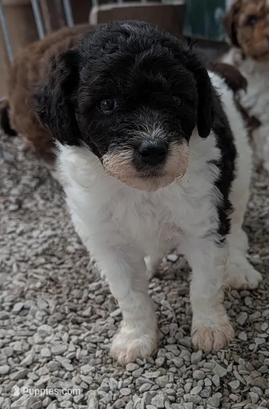 Peanut  – Poodle - Miniature , Miniature Aussiedoodle puppy for sale in Bolivar, MO