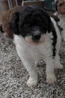 Peanut , a female Poodle - Miniature  and Miniature Aussiedoodle for sale in Bolivar, MO – Photo 2 of 2