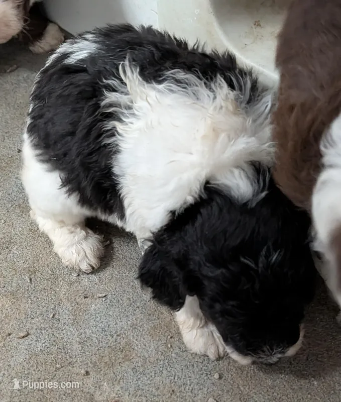 Peanut  – Poodle - Miniature , Miniature Aussiedoodle puppy for sale in Bolivar, MO