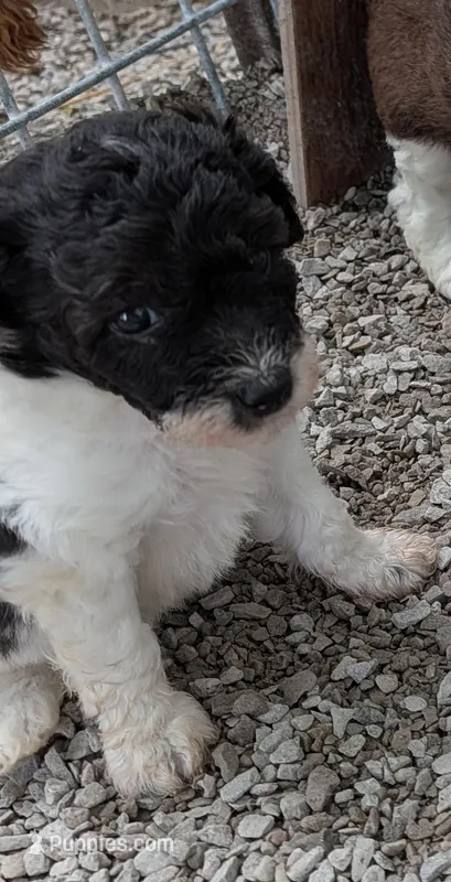 Peanut  – Poodle - Miniature , Miniature Aussiedoodle puppy for sale in Bolivar, MO