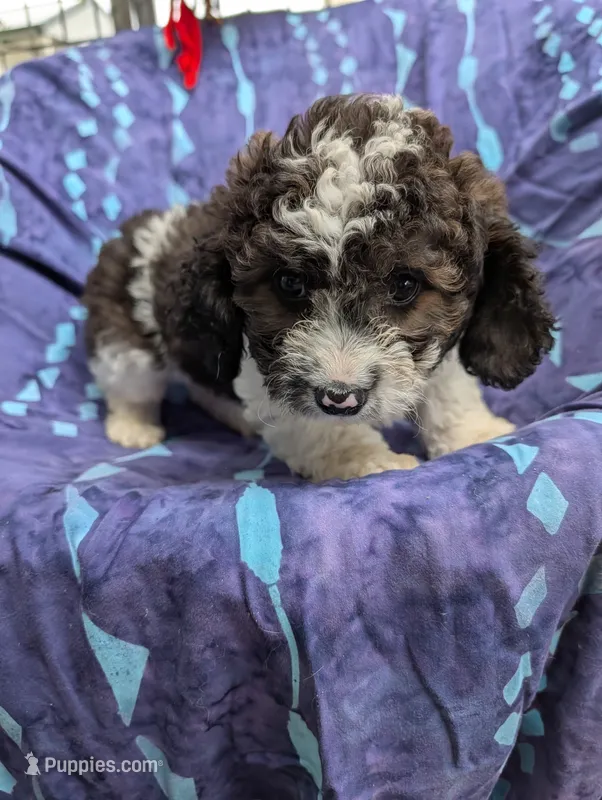 Chevy  – Poodle - Miniature , Miniature Aussiedoodle puppy for sale in Bolivar, MO