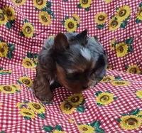 processed/9d07f616-b34f-44dd-8df2-a7db420d142c/listing/7f458e5b-ccff-4bb3-80d3-0544dca3e2ff/e342a330-2477-4685-ac58-1953e4a62d73