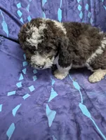 Chevy , a male Poodle - Miniature  and Miniature Aussiedoodle for sale in Bolivar, MO – 4 of 10