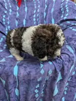 Chevy , a male Poodle - Miniature  and Miniature Aussiedoodle for sale in Bolivar, MO – 9 of 10