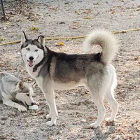 Smokey , a male Siberian Husky for sale in Bolivar, MO – Photo 2 of 2