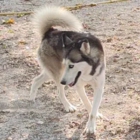 Smokey , a male Siberian Husky for sale in Bolivar, MO – Photo 1 of 2