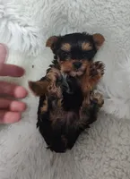 Teardrop , a female Yorkshire Terrier for sale in Bolivar, MO – Photo 4 of 4