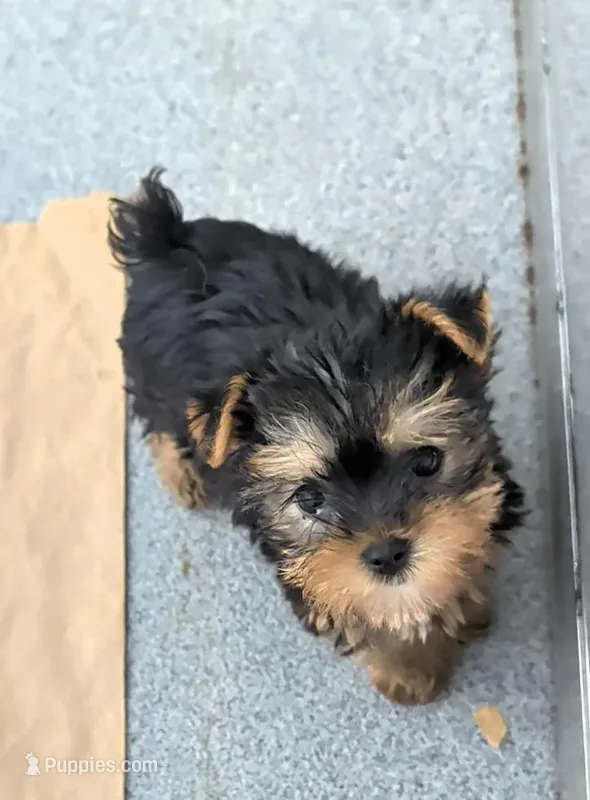 Teardrop  – Yorkshire Terrier puppy for sale in Bolivar, MO