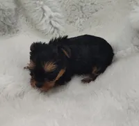 Teardrop , a female Yorkshire Terrier for sale in Bolivar, MO – Photo 2 of 4