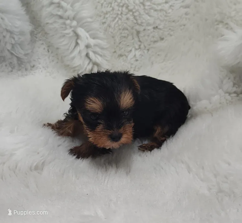 Teardrop  – Yorkshire Terrier puppy for sale in Bolivar, MO