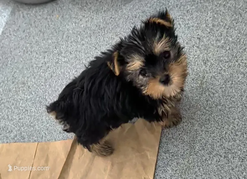 Teardrop  – Yorkshire Terrier puppy for sale in Bolivar, MO