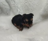 Teardrop , a female Yorkshire Terrier for sale in Bolivar, MO – Photo 3 of 4