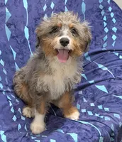 Brutus, a male Miniature Australian Shepherd and Miniature Aussiedoodle for sale in Bolivar, MO – 1 of 10