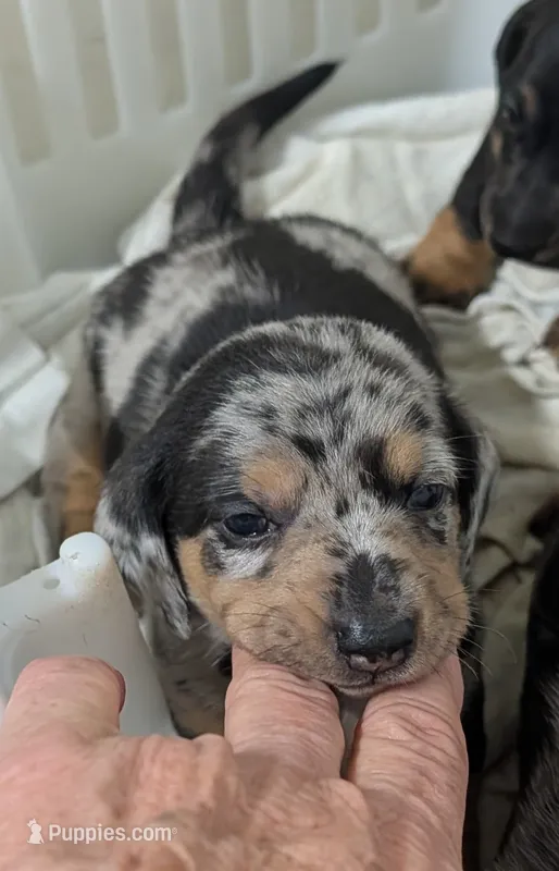 Dumplin – Miniature Dachshund puppy for sale in Bolivar, MO