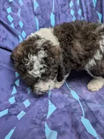 Chevy , a male Poodle - Miniature  and Miniature Aussiedoodle for sale in Bolivar, MO – 5 of 10