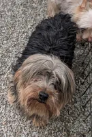 Tee Tee, a female Yorkshire Terrier for sale in Bolivar, MO – 1 of 1