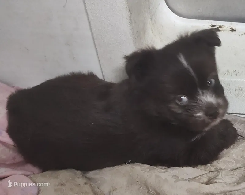 Daphne  – Shih Tzu puppy for sale in Bolivar, MO