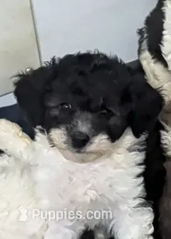 Peanut  – Poodle - Miniature , Miniature Aussiedoodle puppy for sale in Bolivar, MO