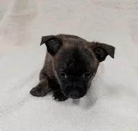 Princess , a female Pomchi for sale in Bolivar, MO – Photo 4 of 4