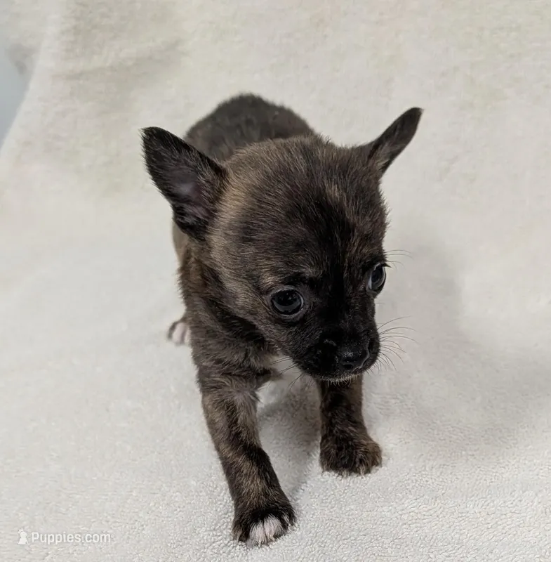 Princess  – Pomchi puppy for sale in Bolivar, MO