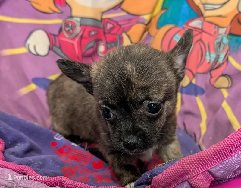 Princess  – Pomchi puppy for sale in Bolivar, MO