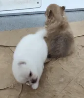 Snow Ball, a male Pomeranian for sale in Bolivar, MO – Photo 2 of 2