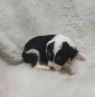 Sara, a female Miniature Australian Shepherd and Miniature Aussiedoodle for sale in Bolivar, MO – Photo 1 of 5