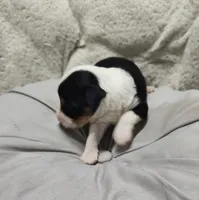 Sara, a female Miniature Australian Shepherd and Miniature Aussiedoodle for sale in Bolivar, MO – Photo 4 of 5