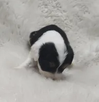 Sara, a female Miniature Australian Shepherd and Miniature Aussiedoodle for sale in Bolivar, MO – Photo 5 of 5