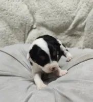Sara, a female Miniature Australian Shepherd and Miniature Aussiedoodle for sale in Bolivar, MO – Photo 3 of 5