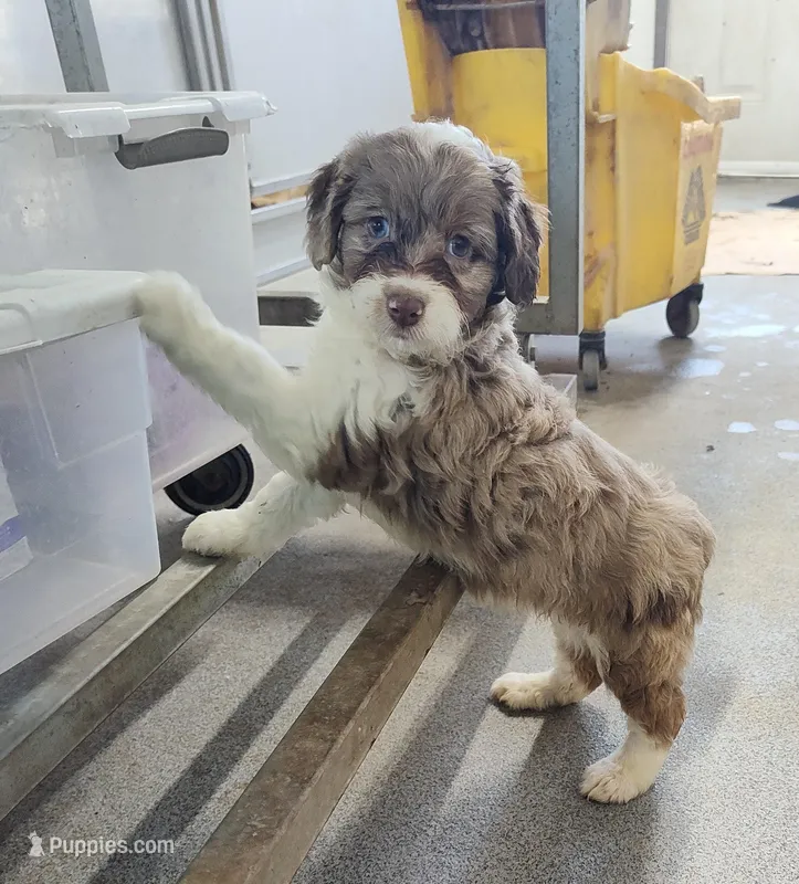 Speckles – Miniature Australian Shepherd, Miniature Aussiedoodle puppy for sale in Bolivar, MO