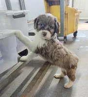 Speckles, a female Miniature Australian Shepherd and Miniature Aussiedoodle for sale in Bolivar, MO – Photo 1 of 10