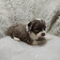 Speckles, a female Miniature Australian Shepherd and Miniature Aussiedoodle for sale in Bolivar, MO – Photo 5 of 10