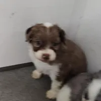 Speckles, a female Miniature Australian Shepherd and Miniature Aussiedoodle for sale in Bolivar, MO – Photo 4 of 10