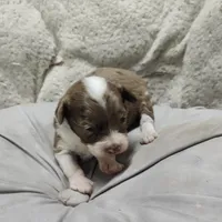 Speckles, a female Miniature Australian Shepherd and Miniature Aussiedoodle for sale in Bolivar, MO – Photo 7 of 10