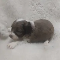 Speckles, a female Miniature Australian Shepherd and Miniature Aussiedoodle for sale in Bolivar, MO – Photo 6 of 10
