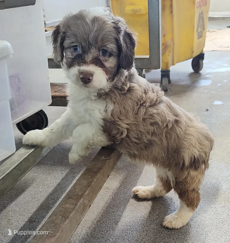 Speckles – Miniature Australian Shepherd, Miniature Aussiedoodle puppy for sale in Bolivar, MO