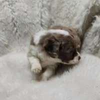 Speckles, a female Miniature Australian Shepherd and Miniature Aussiedoodle for sale in Bolivar, MO – Photo 10 of 10