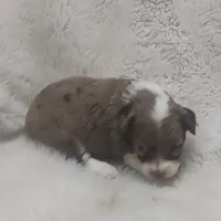 Speckles, a female Miniature Australian Shepherd and Miniature Aussiedoodle for sale in Bolivar, MO – Photo 8 of 10