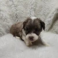 Speckles, a female Miniature Australian Shepherd and Miniature Aussiedoodle for sale in Bolivar, MO – Photo 3 of 10