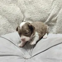 Speckles, a female Miniature Australian Shepherd and Miniature Aussiedoodle for sale in Bolivar, MO – Photo 9 of 10